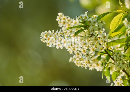 Gewöhnliche Vogelkirsche, gewöhnliche Vogelkirsche oder Traubenkirsche (prunus padus, Padus avium), Blüten, bayern, deutschland, europa Stockfoto