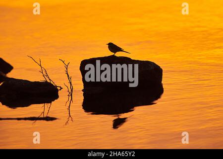 westgraue Bachstelze (motacilla flava), die bei Sonnenuntergang auf Felsen an der donau sitzt, Bayern, deutschland Stockfoto