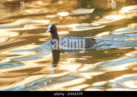 auf einem See, Bayern, deutschland, schwimmt ruß oder Ruß (fulica atra) Stockfoto