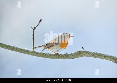 europäischer Rotkehlchen (erithacus rubecula) auf einem Zweig, bayern, deutschland Stockfoto