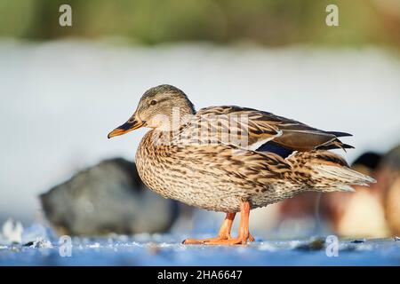 mallard (anas platyrhynchos), weiblich, steht auf einem gefrorenen See, bayern, deutschland Stockfoto