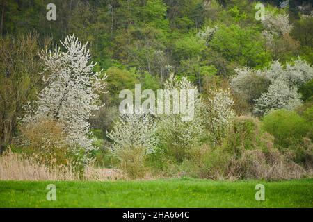 Sauerkirsche (prunus cerasus) Bäume in einer wilden Hecke, blühend, bayern, deutschland Stockfoto