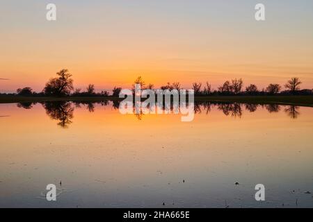 Gebrochene Weide (salix fragilis) mit Spiegelung im Wasser bei Sonnenuntergang, oberpfalz, bayern, deutschland Stockfoto