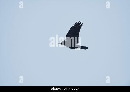 Aaskrähe (corvus corone), fliegt am Himmel, bayern, deutschland Stockfoto