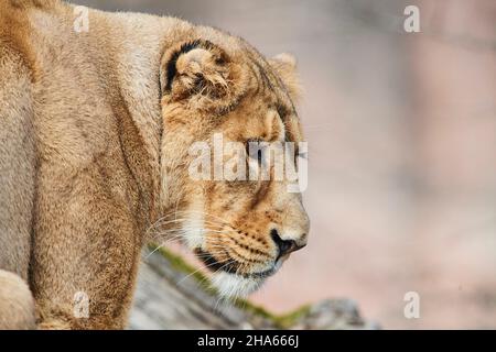 asiatischer Löwe (panthera leo persica), weiblich, Porträt, seitlich Stockfoto