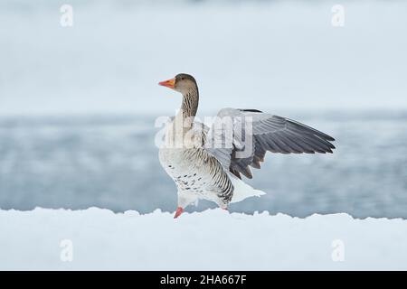 Graugans (anser anser) steht im Schnee, bayern, deutschland Stockfoto