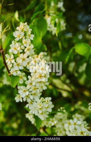 Gewöhnliche Vogelkirsche, gewöhnliche Vogelkirsche oder Traubenkirsche (prunus padus, Padus avium), Blüten, bayern, deutschland, europa Stockfoto