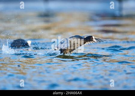 russ oder Russ (fulica atra), der über einen See läuft, bayern, deutschland Stockfoto