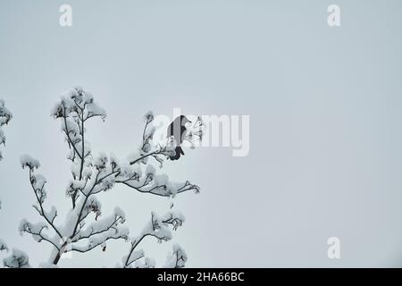 Aaskrähe (corvus corone) sitzt auf einem verschneiten Ast, bayern, deutschland Stockfoto