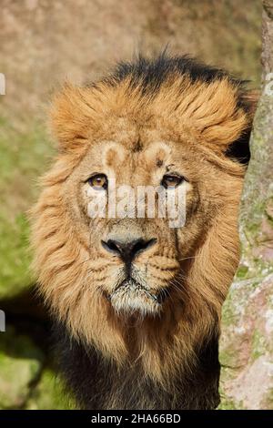 asiatischer Löwe (panthera leo persica), männlich, Porträt, frontal, aussehende Kamera Stockfoto