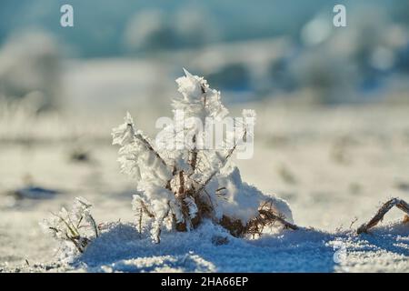 Eiskristalle auf Pflanzenresten, bayern, deutschland Stockfoto