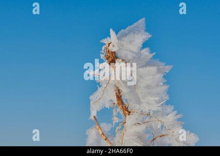 Eiskristalle auf Pflanzenresten, bayern, deutschland Stockfoto