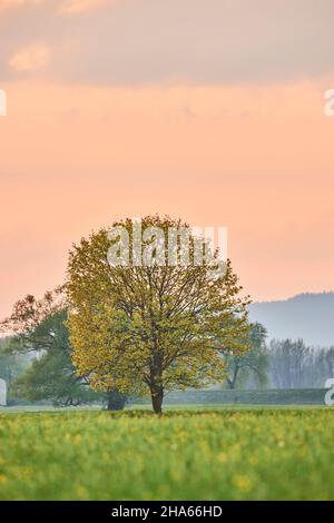 norway Maple (acer platanoides), im Frühjahr, blühend, bayern, deutschland Stockfoto