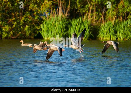 Graugänse (anser anser), Start von einem See, bayern, deutschland Stockfoto