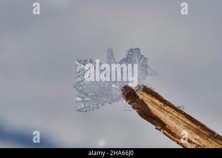 Eiskristalle auf Pflanzenresten, bayern, deutschland Stockfoto