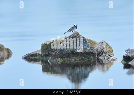 Weiße Bachstelze (motacilla alba) auf einem Felsen an der donau bei Sonnenuntergang, bayern, deutschland Stockfoto