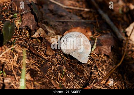 römische Schnecke (Helix pomatia), Schneckenschale auf dem Waldboden, bayern, deutschland Stockfoto