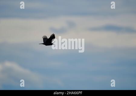 Aaskrähe (corvus corone), fliegt am Himmel, bayern, deutschland Stockfoto