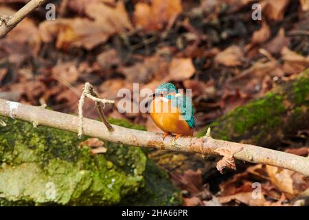 kingfisher (alcedo atthis) sitzt auf einem Zweig, Bayern, deutschland Stockfoto