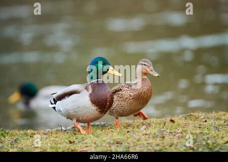 mallard (anas platyrhynchos),Paar,drake und Weibchen,Wandern auf einer Wiese,bayern,deutschland Stockfoto