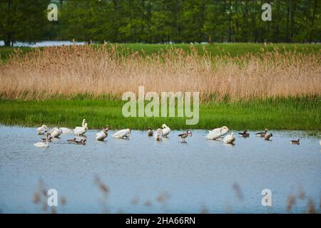 Stummer Schwan (cygnus olor), der mit anderen Wasservögeln am Rande des Wassers steht, bayern, deutschland Stockfoto