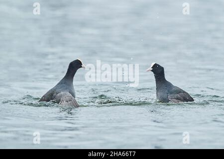 Blässhühner im Wasser Stockfoto