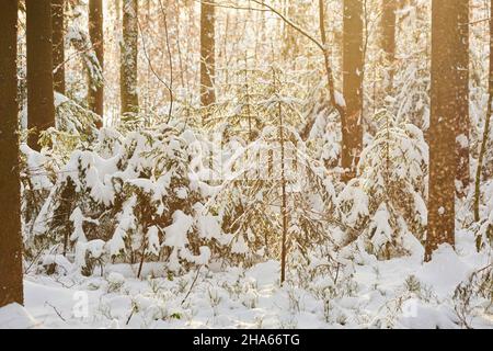 norwegenfichten (picea abies), schneebedeckt, Winter, vorderer bayerischer wald Nationalpark, bayern, deutschland, europa Stockfoto