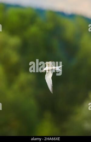 polarseeschwalbe (Sterna paradiesaea) fliegen, bayern, deutschland, Stockfoto