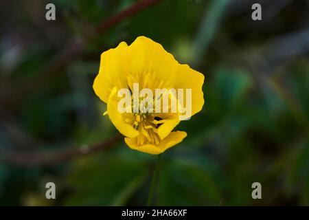 Gemeiner Butterblume (ranunculus arvensis), blühend, bayern, deutschland Stockfoto