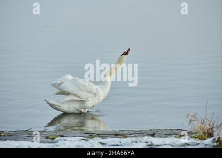 Stummer Schwan (cygnus olor), der am Wasserrand steht, bayern, deutschland Stockfoto