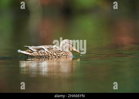 mallard (anas platyrhynchos), weiblich, schwimmt auf einem See, bayern, deutschland Stockfoto