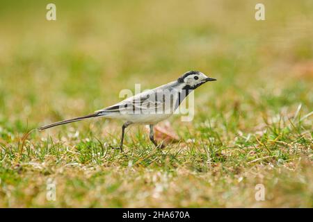 Weiße Bachstelze (motacilla alba) auf einer Wiese,bayern,deutschland Stockfoto