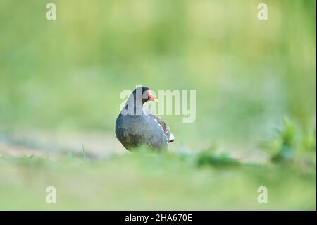 Gemeine Teichschiene (gallinula chloropus) auf einer Wiese,franken,bayern,deutschland Stockfoto