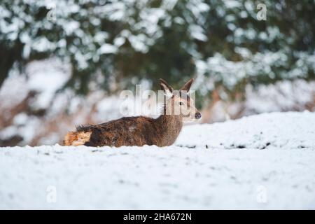 Rotwild (Cervus elaphus), Hinterkopf, Winter, Lichtung, Stehen Stockfoto