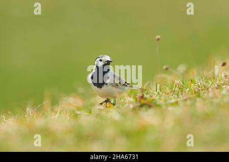 Weiße Bachstelze (motacilla alba) auf einer Wiese,bayern,deutschland Stockfoto