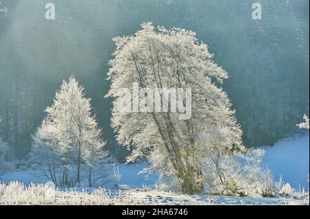 Gefrorene Bäume, Erle (Alnus glutinosa), bayern, deutschland Stockfoto