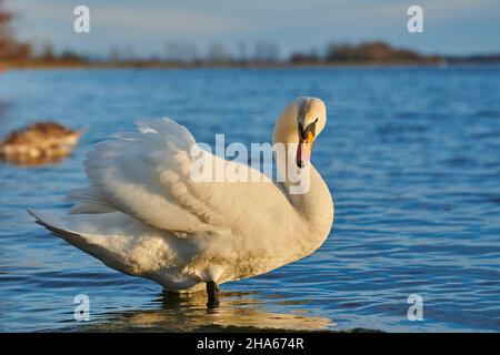 Stummer Schwan (cygnus olor), der am Wasserrand steht, bayern, deutschland Stockfoto