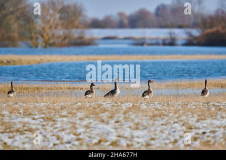 Graugänse (anser anser), auf einer Wiese stehend, bayern, deutschland Stockfoto