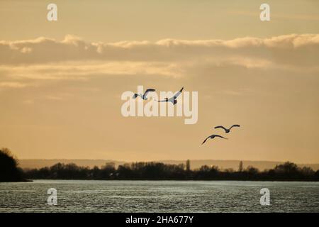 Stumme Schwäne (cygnus olor),Fliegen,bayern,deutschland Stockfoto