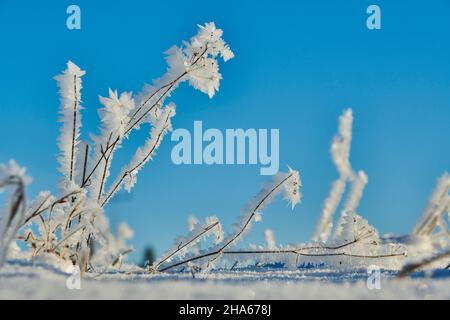 Eiskristalle auf Pflanzenresten, bayern, deutschland Stockfoto