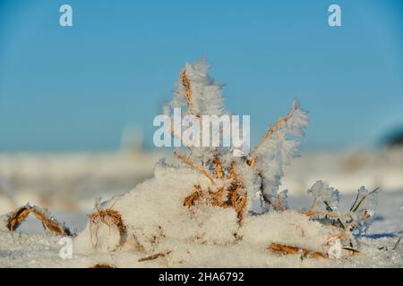 Eiskristalle auf Pflanzenresten, bayern, deutschland Stockfoto