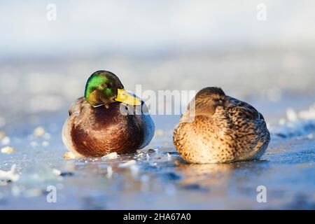 mallard (anas platyrhynchos), Paar, drake und Weibchen, auf einem gefrorenen See in bayern, deutschland Stockfoto