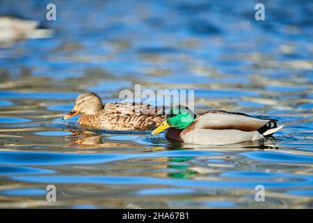 mallard (anas platyrhynchos), Paar, drake und Weibchen, schwimmen auf einem See in bayern, deutschland Stockfoto