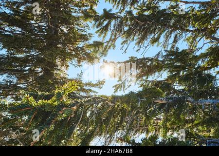 Lichtdurchflutete Fichtenzweige, (picea abies) Sonne, Berg, lusen, bayerischer Wald, bayern, deutschland Stockfoto