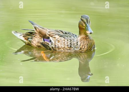 mallard (anas platyrhynchos), weiblich, schwimmt auf einem See, bayern, deutschland Stockfoto