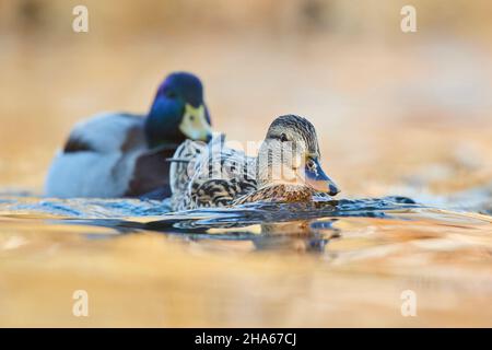 mallard (anas platyrhynchos), Paar, drake und Weibchen, schwimmen auf einem See in bayern, deutschland Stockfoto