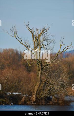 Silberreiher (ardea alba, Synonym casmerodius albus) auf einem trockenen Baum sitzend, bayern, deutschland Stockfoto