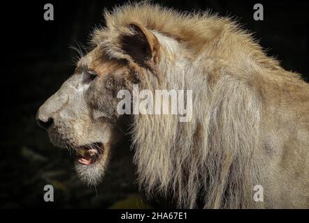 Seitenansicht eines Löwen vor schwarzem Hintergrund Stockfoto