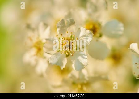 Gewöhnliche Vogelkirsche, gewöhnliche Vogelkirsche oder Traubenkirsche (prunus padus, Padus avium), Blüten, bayern, deutschland, europa Stockfoto