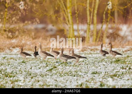 Graugänse (anser anser), auf einer Wiese stehend, bayern, deutschland Stockfoto